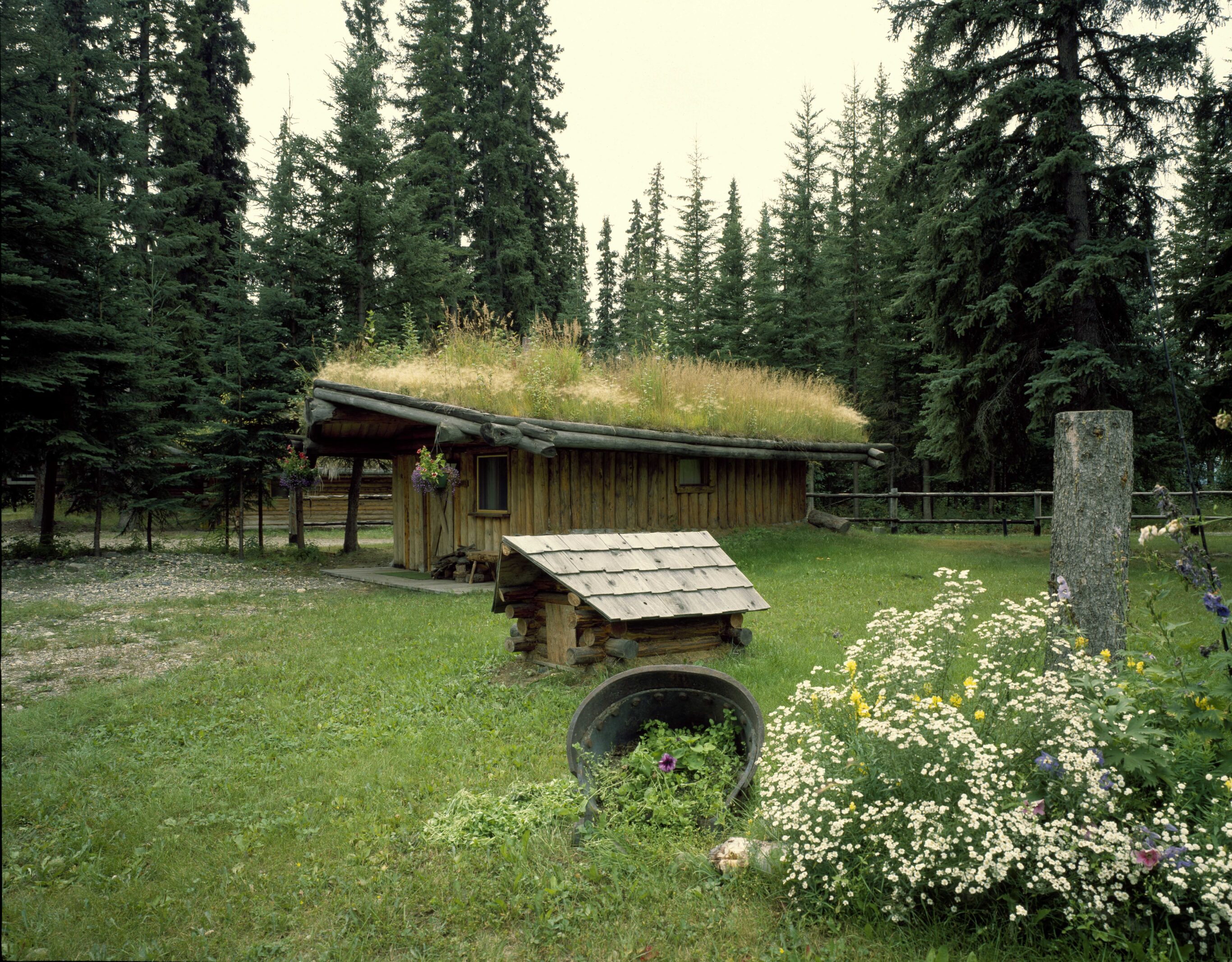 Grass roof on a cabin in North Pole, Alaska