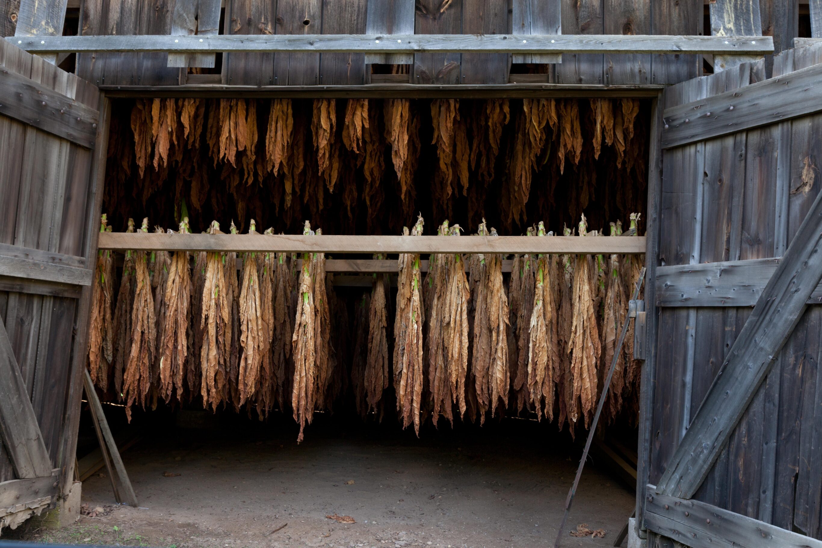 Tobacco Barns in Suffield, Connecticut