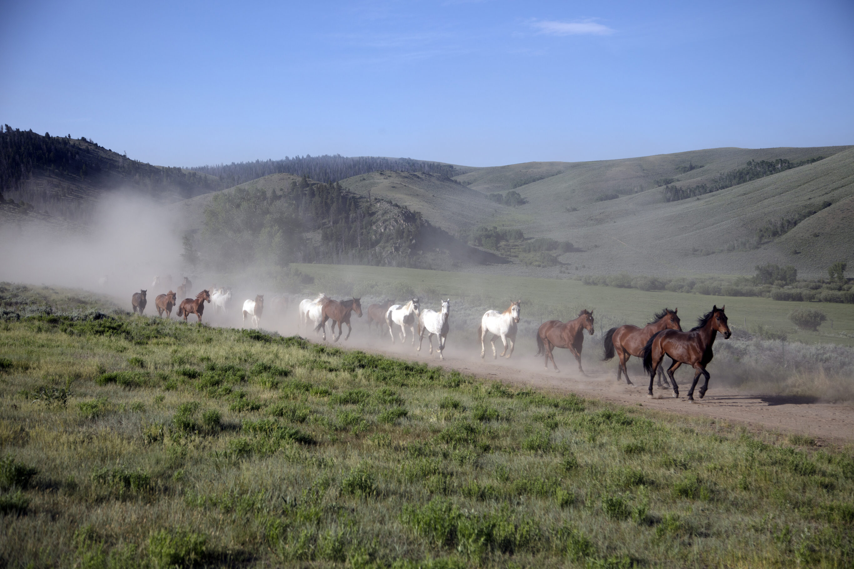 A Bar A Ranch horse jingle in Wyoming