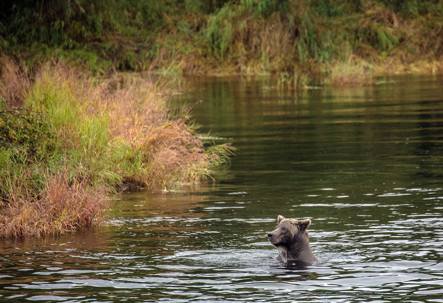 Bear in Alaska