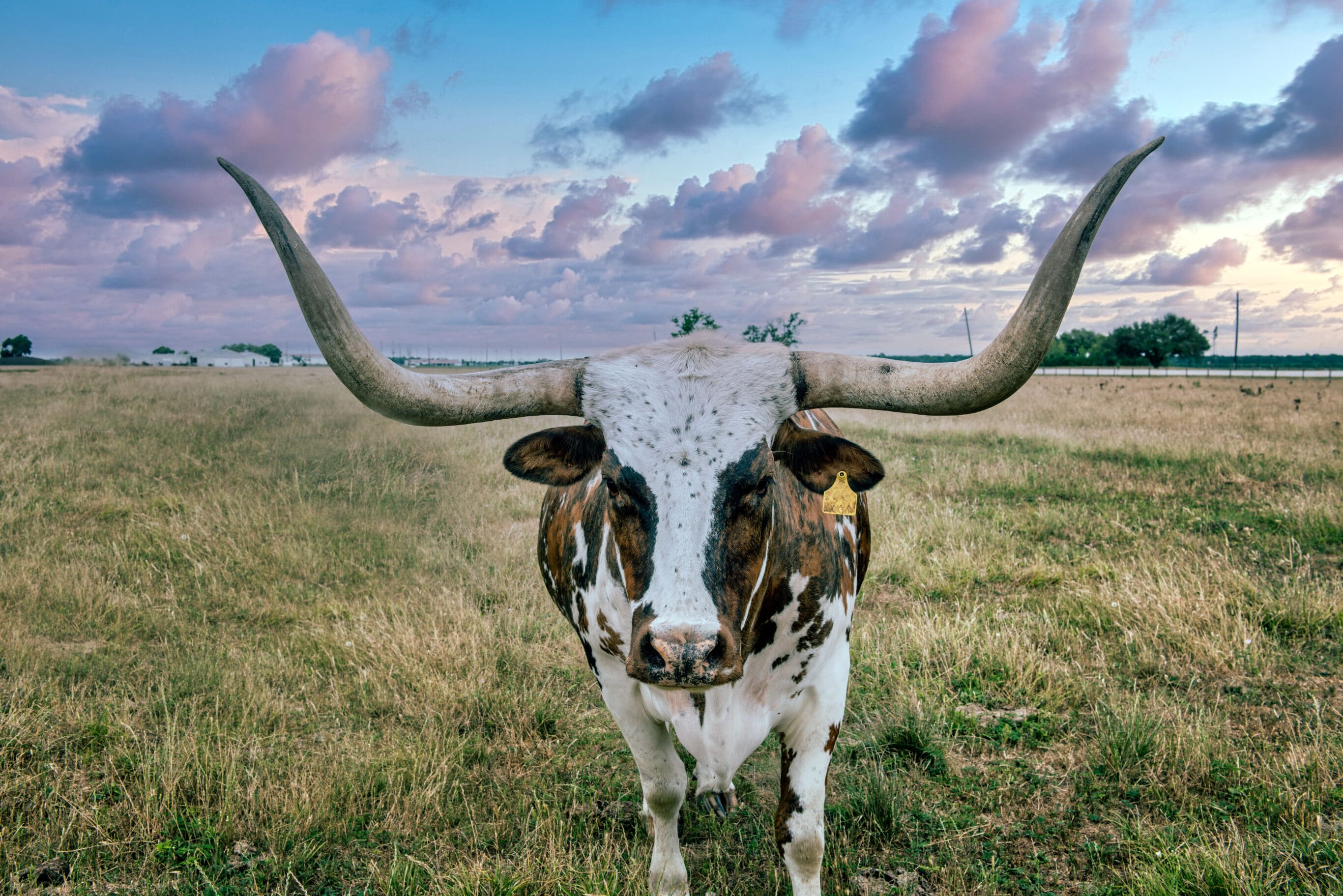 Texas Longhorn Cattle